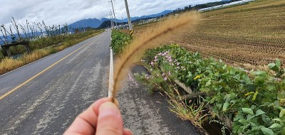 秋天的风景