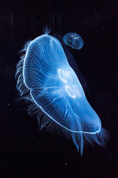 水母