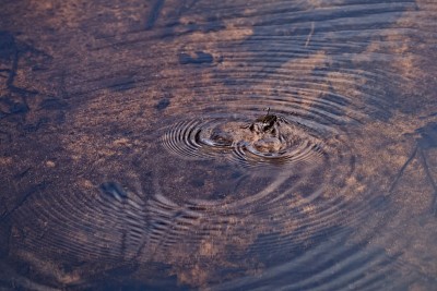 两只水黾交配并在水面上形成波浪图案