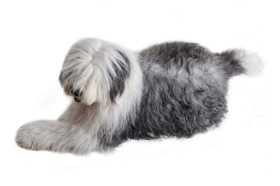 英国古代牧羊犬