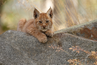 猞猁和幼崽