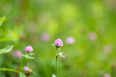 三叶草花