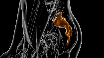 人体骨骼解剖骶骨3D渲染