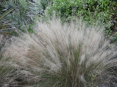 佛罗里达的Muhly Grass (Muhlenbergia)