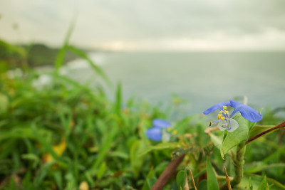 紫色的花
