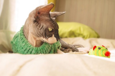 橱窗旁边穿着毛衣的加拿大斯芬克斯猫和玩具老鼠。无毛的雄猫肖像特写。