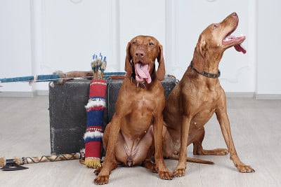 匈牙利维希拉猎犬狗