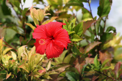 红色的芙蓉