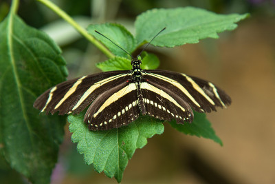 斑马Longwing