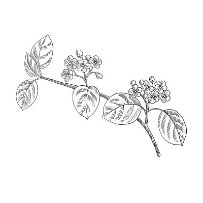 向量画开花的黑颈果树与叶