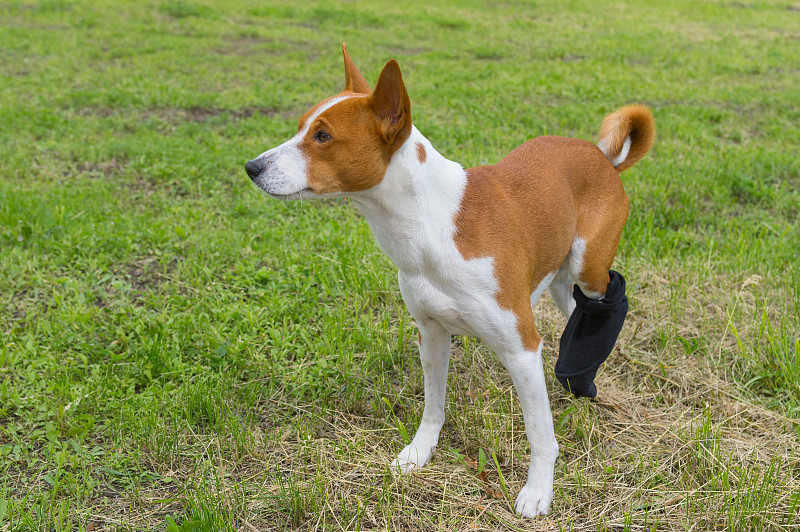 后脚包扎破损的巴辛吉犬，在户外散步