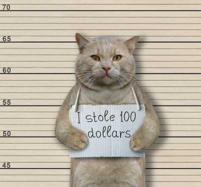 猫罪犯偷了100美元
