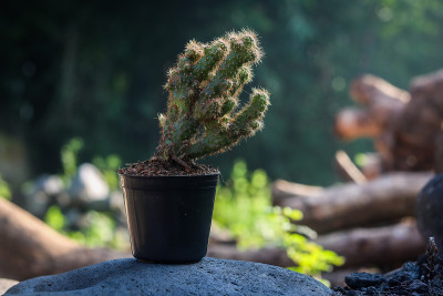 盆栽植物