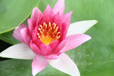 莲花叶上