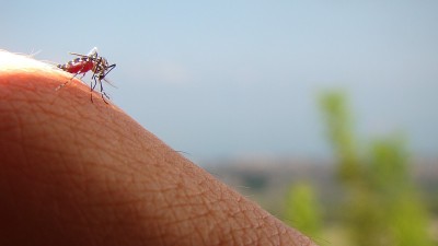 蚊子。
雌蚊吸血。
条纹蚊子吃人皮肤上的血。
他们是登革热和疟疾的携带者。
有些昆虫携带疾病。
昆虫