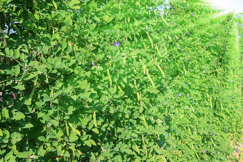 Clitoria ternatea花