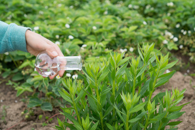 手拿一个试管和植物。肥料在实验室