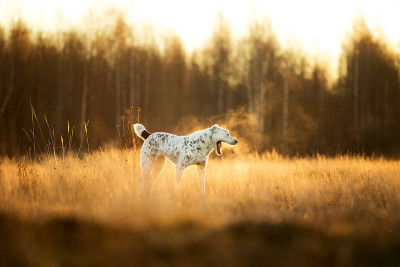 户外中亚牧羊犬肖像