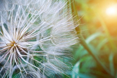 这就是我的企图Dandelion