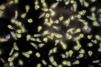 Euglena是一种单细胞鞭毛真核生物，显微镜下可用于教育。