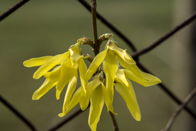 黄花(连翘)，