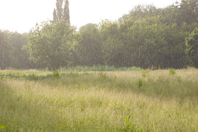 雨