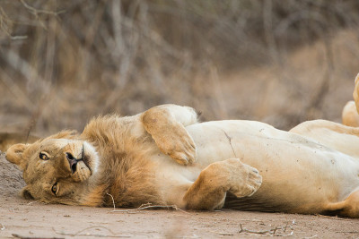 狮子(Panthera leo)滚回来