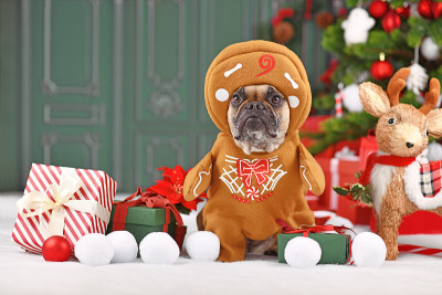 穿着圣诞服装的狗。法国斗牛犬打扮成姜饼人