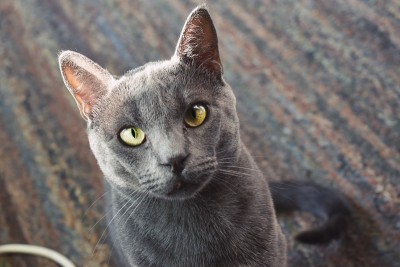 俄罗斯蓝猫看着相机