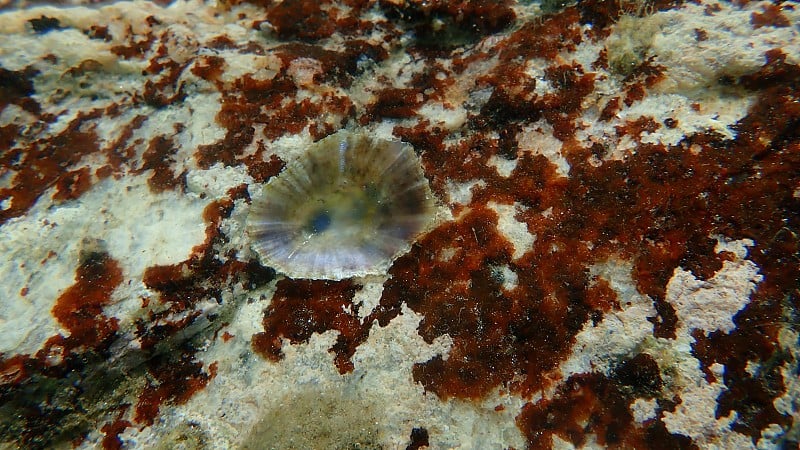 地中海帽贝或射线地中海帽贝(膝盖骨蓝藻)和海下石菖蒲藻