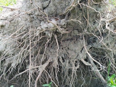 连根拔起的树