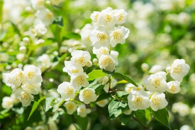 花园里的茉莉花