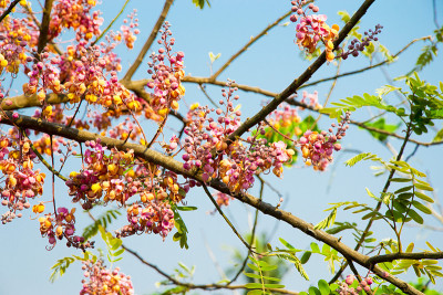 粉红雨，马决明花