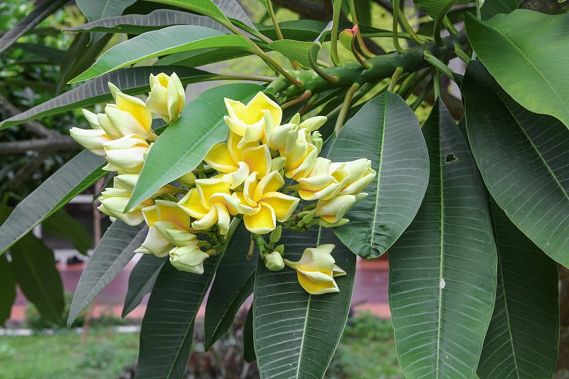 鸡蛋花花沙漠玫瑰黄美丽树上，选择性焦点(学名，夹竹桃科，鸡蛋花，宝塔，寺庙)