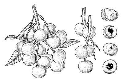龙眼水果手绘元素植物插画