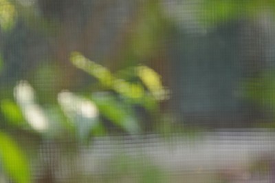 透过蚊帐在花园里模糊的树木