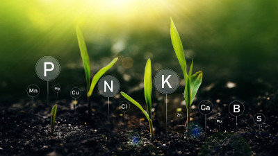 施肥作用及养分在植物生命中的作用。玉米植物在阳光的背景与数字矿物质营养图标。