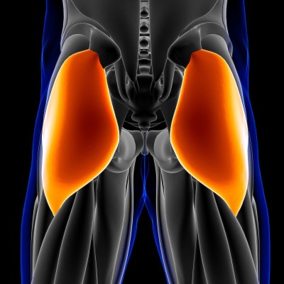 Gluteus Maximus Muscle Anatomy For Medical Concept