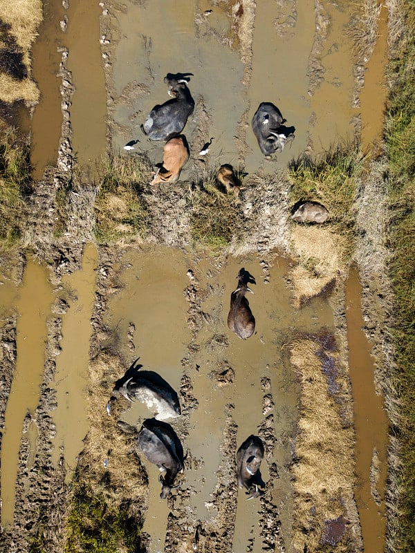 Aerial view of buffaloes lying in water in rice pa