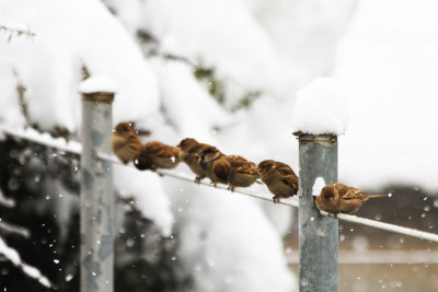 雪和鸟类