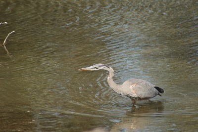 Blue Heron