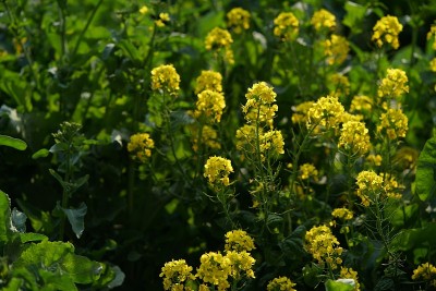 油菜