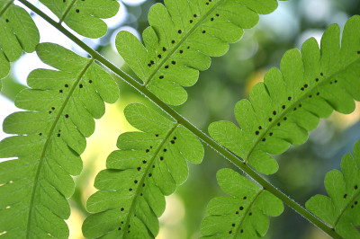 一种植物蕨类，叶背面有孢子