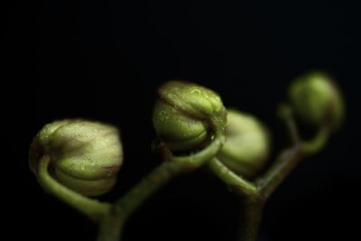 精致的粉红色兰花与露珠近距离在黑暗的背景