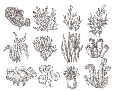 素描海藻。孤立的海洋海藻，水族馆装饰艺术元素。水下珊瑚、海纹雕刻海藻精确矢量集