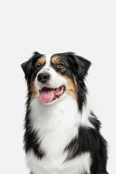 特写大澳大利亚牧羊犬孤立的白色背景。