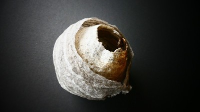 黄蜂巢在黑色背景的特写