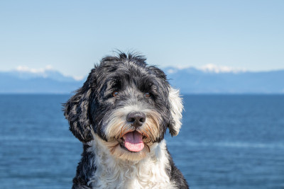 海上的葡萄牙水犬