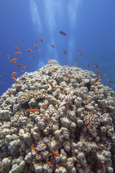 热带海底色彩斑斓的珊瑚礁，孔雀石珊瑚和鱼Anthias，水下景观