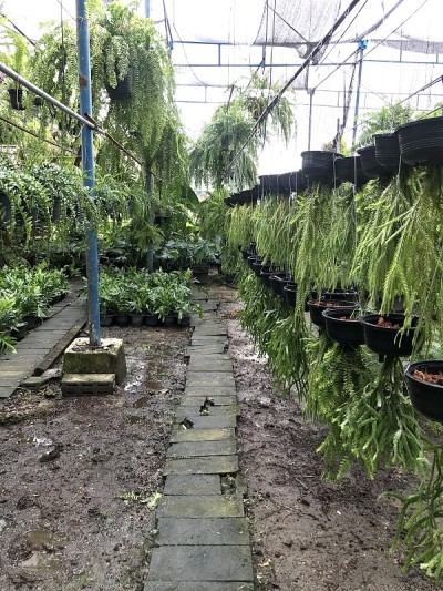 种植缨蕨用于家居和花园装饰